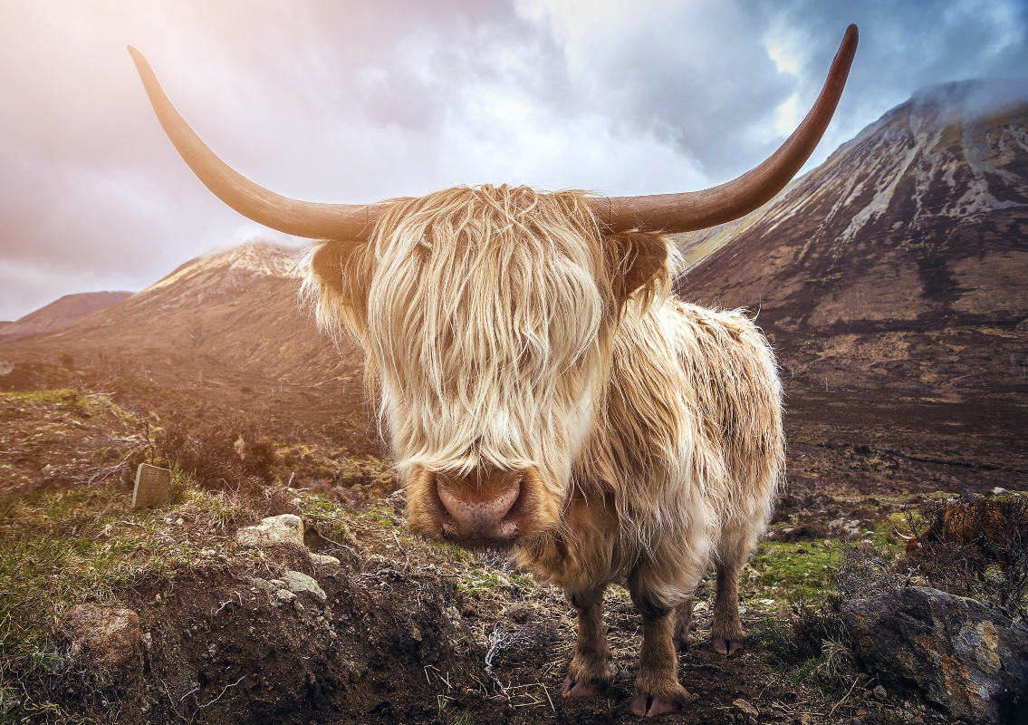 highland cow standing in scottish moors