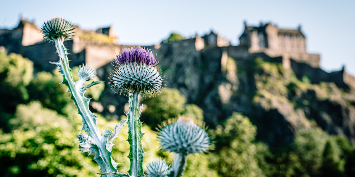 thistles with castle in the background